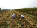 怀远县开展玉米籽粒机械化收获技术研究 - 农业机械化信息