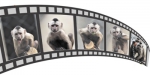 百变猴脸“表情帝”——卷尾 - 安徽网络电视台