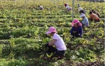 云南马龙：高原特色种植业为农增收 - 农业厅