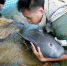 8头江豚“入住”安庆西江保护区 - 中安在线