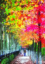 大蜀山森林公园树叶色彩斑斓  许多市民前来观赏（图） - 安徽网络电视台