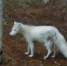 市民在大蜀山边发现一只银狐 专家称可能是从饲养地逃出 - 中安在线
