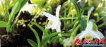 安徽省发布“十大皖药”：石斛、菊花等上榜 - 合肥在线