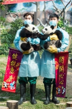 大熊猫双胞胎拜年 撒娇爬树打闹简直萌呆【图】 - 安徽网络电视台