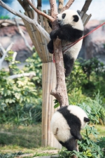 大熊猫双胞胎拜年 撒娇爬树打闹简直萌呆【图】 - 安徽网络电视台