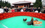 亳州“斗鸡”比赛迎元宵  吸引许多游人观战（组图） - 安徽网络电视台