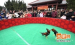 亳州“斗鸡”比赛迎元宵  吸引许多游人观战（组图） - 安徽网络电视台