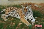 合肥野生动物园回应游客违规观虎事件  标题有些夸张 - 安徽网络电视台