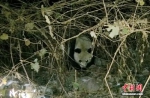 四川乐山一天内发现两只野生大熊猫 - 安徽经济新闻网