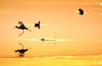 群鸟绘就的美丽皖河 - 安徽经济新闻网
