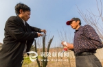 工人们在嫁接樱花新品种 陈磊/摄 - 安徽经济新闻网