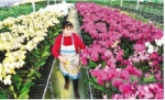 规模化花卉种植引领特色产业发展 - 安徽经济新闻网