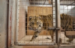 动物园3年养死500动物 花豹饥饿啃自己爪子 - 安徽网络电视台