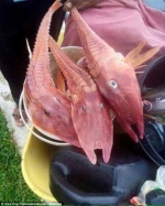 是鱼还是虾？渔民捕到神秘海洋生物被吓呆 - 安徽网络电视台