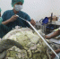 泰国海龟吞食915枚许愿池硬币 医生手术救它 - 安徽网络电视台
