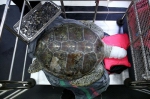 泰国海龟吞食915枚许愿池硬币 医生手术救它 - 安徽网络电视台