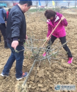 临淮关镇淮滨村党员志愿者积极参加“植树节”活动 - 安徽新闻网