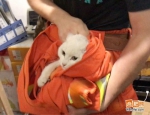 合肥一消防员救出被困石膏墙内小猫 脱下外套将其包住 - 安徽网络电视台