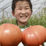 安徽巢湖番茄丰收 - 农业厅