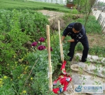 村民菜地种植罂粟 民警依法当场铲除 - 安徽新闻网