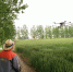 颍州区无人机助力小麦“一喷三防” - 农业机械化信息