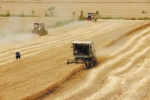 安徽各地小麦全面开镰 - 合肥在线