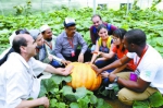 10国21名农技员长丰学习蔬菜瓜果种植技术（图） - 安徽网络电视台