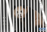 中国大熊猫“梦梦”“娇庆”抵达柏林 - 徽广播