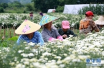 安徽休宁：徽州贡菊开采（图） - 安徽网络电视台