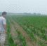 泗县农机局深入调研秸秆还田示范片作物生长情况 - 农业机械化信息