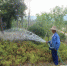 园林工人正在给绿化带里花草树苗浇灌 - 安徽新闻网