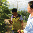 图一：沟东村村主任陈尚书(右)和消费者在梨园中品尝又大又甜的酥梨; - 安徽新闻网