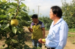 图一：沟东村村主任陈尚书(右)和消费者在梨园中品尝又大又甜的酥梨; - 安徽新闻网