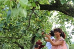 图四：消费者正在采摘有机枣树红梨。 - 安徽新闻网