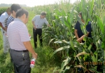 固镇县组织开展秸秆粉碎还田作业市级示范区验收工作 - 农业机械化信息