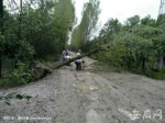 桐城受龙卷风袭击 近30棵行道树被连根拔起或折断 - 中安在线