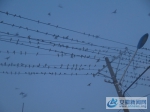 古城奇观：千只燕子聚集文明街 - 安徽新闻网