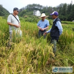 国际水稻所首席专家到休宁县检查指导水稻生产工作 - 安徽新闻网
