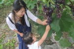 葡萄熟了 游客乐了 - 安徽经济新闻网