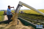 种粮大户的水稻丰收季 - 合肥在线
