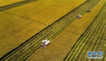 种粮大户的水稻丰收季 - 合肥在线