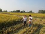 长丰县机直播水稻喜获丰收 - 农业机械化信息