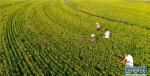 安徽庐江：“稻鸭共养”助农增收致富 - 农业厅