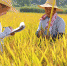 休宁县：水稻试验示范助生产 - 农业厅