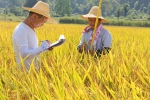 休宁县：水稻试验示范助生产 - 农业厅