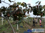 太和县倪邱镇：种植猕猴桃，助力产业扶贫 - 安徽新闻网