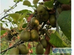 太和县倪邱镇：种植猕猴桃，助力产业扶贫 - 安徽新闻网