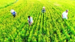 “稻鸭共养”助农增收 - 安徽经济新闻网