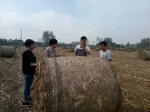 阜南县指导合作社玉米机收秸秆打捆作业 - 农业机械化信息
