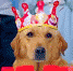 市民给狗过生日是“爱”还是“荒唐”? - 安徽新闻网